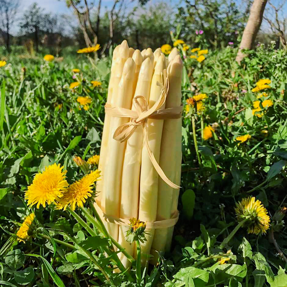 WHITE BASSANO ASPARAGUS